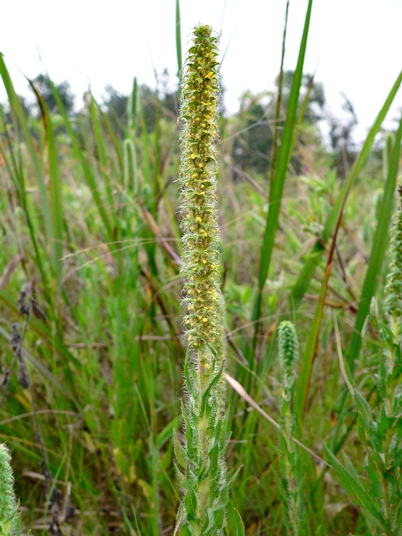 {Ambrosia bidentata}